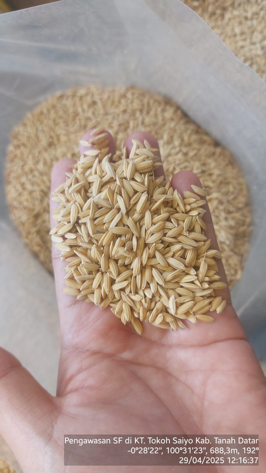 Pengawasan SF Benih - Kab. Tanah Datar