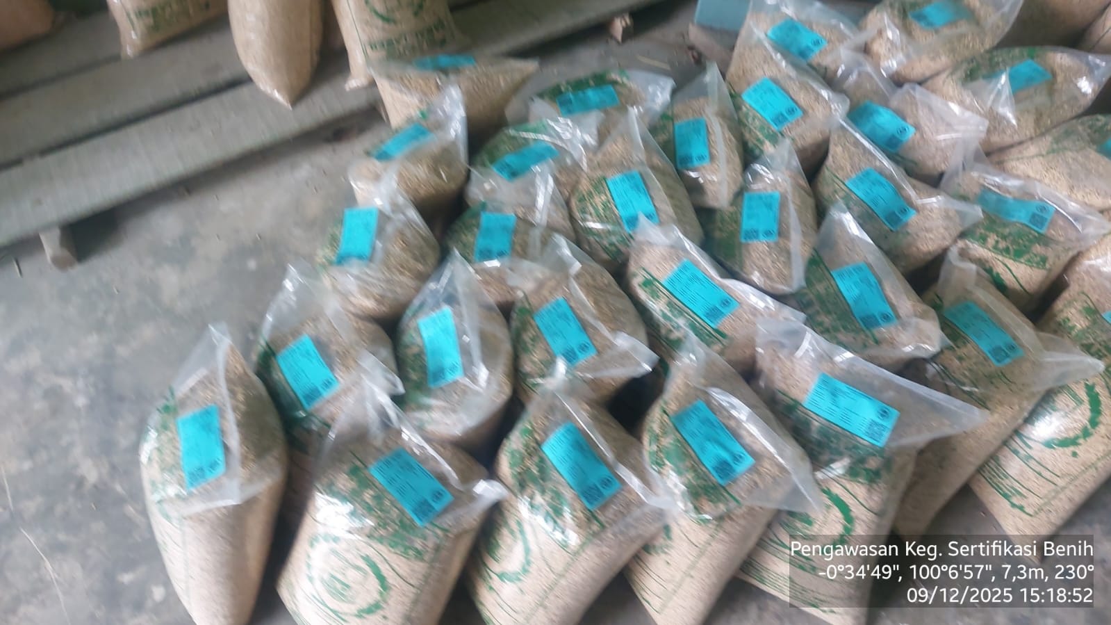 Pengawasan SF Padi - Pdg Pariaman