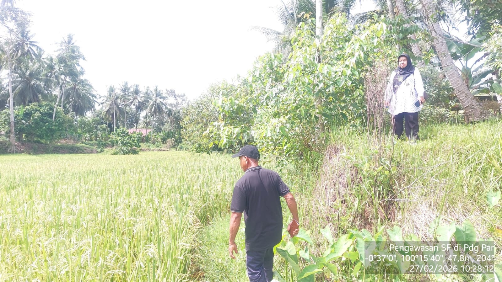 Pengawasan Sawah - Kab. Pdg Pariaman