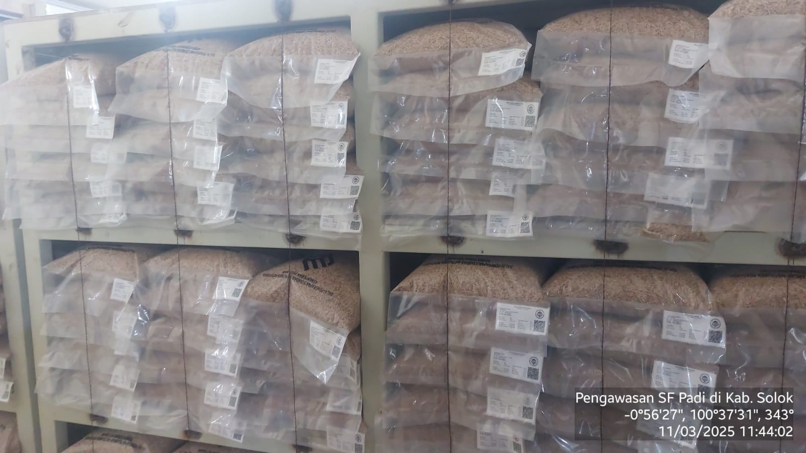 Pengawasan SF Padi - Kab. Solok