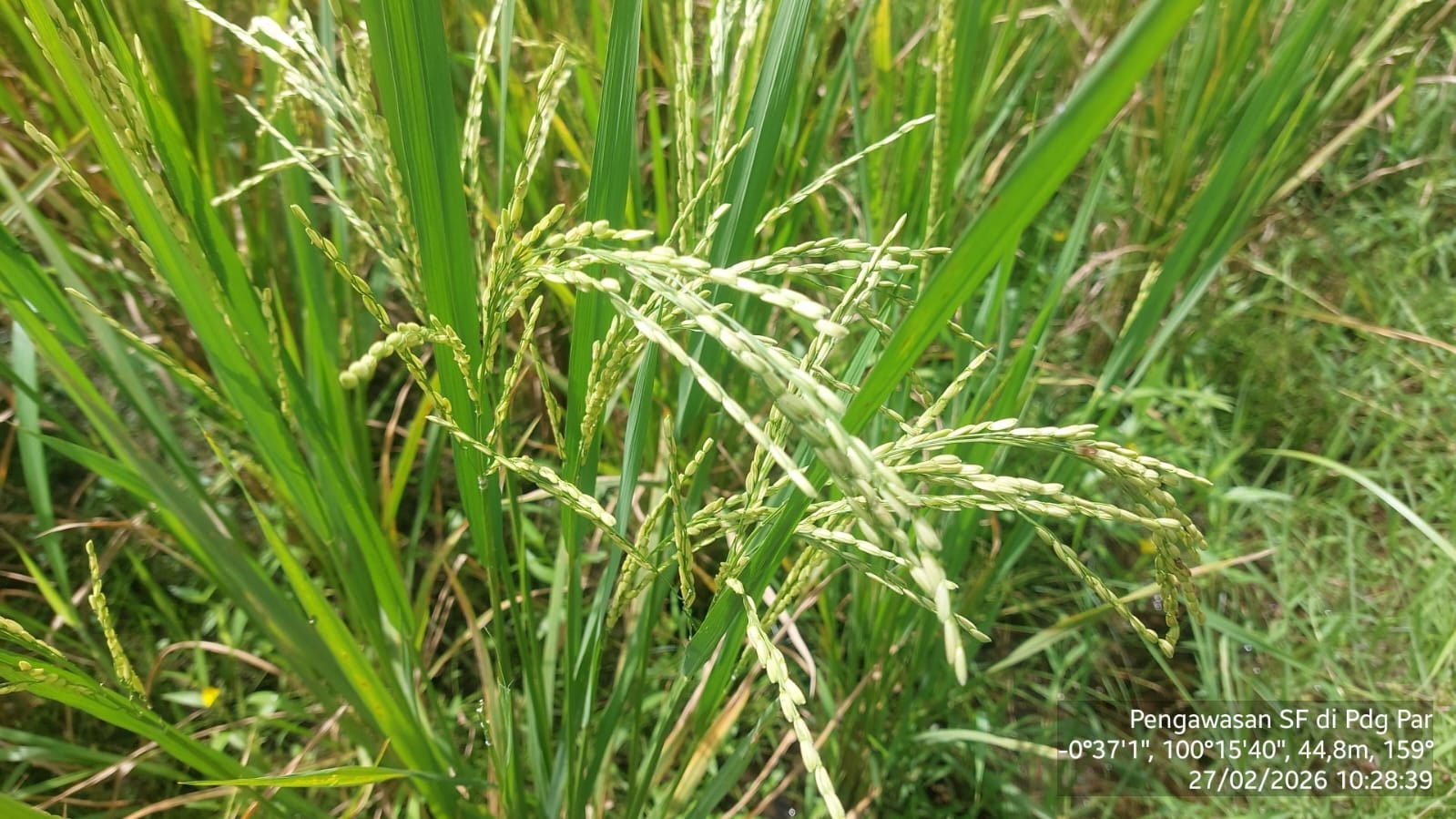 Pengawasan SF Padi Close-up