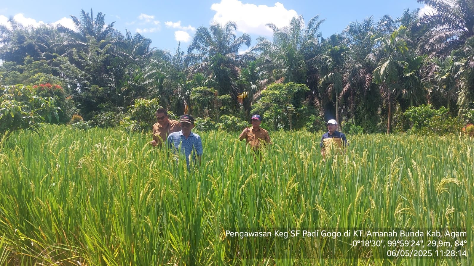 Pengawasan Padi Gogo di KT. Amanah Bunda Kab. Agam