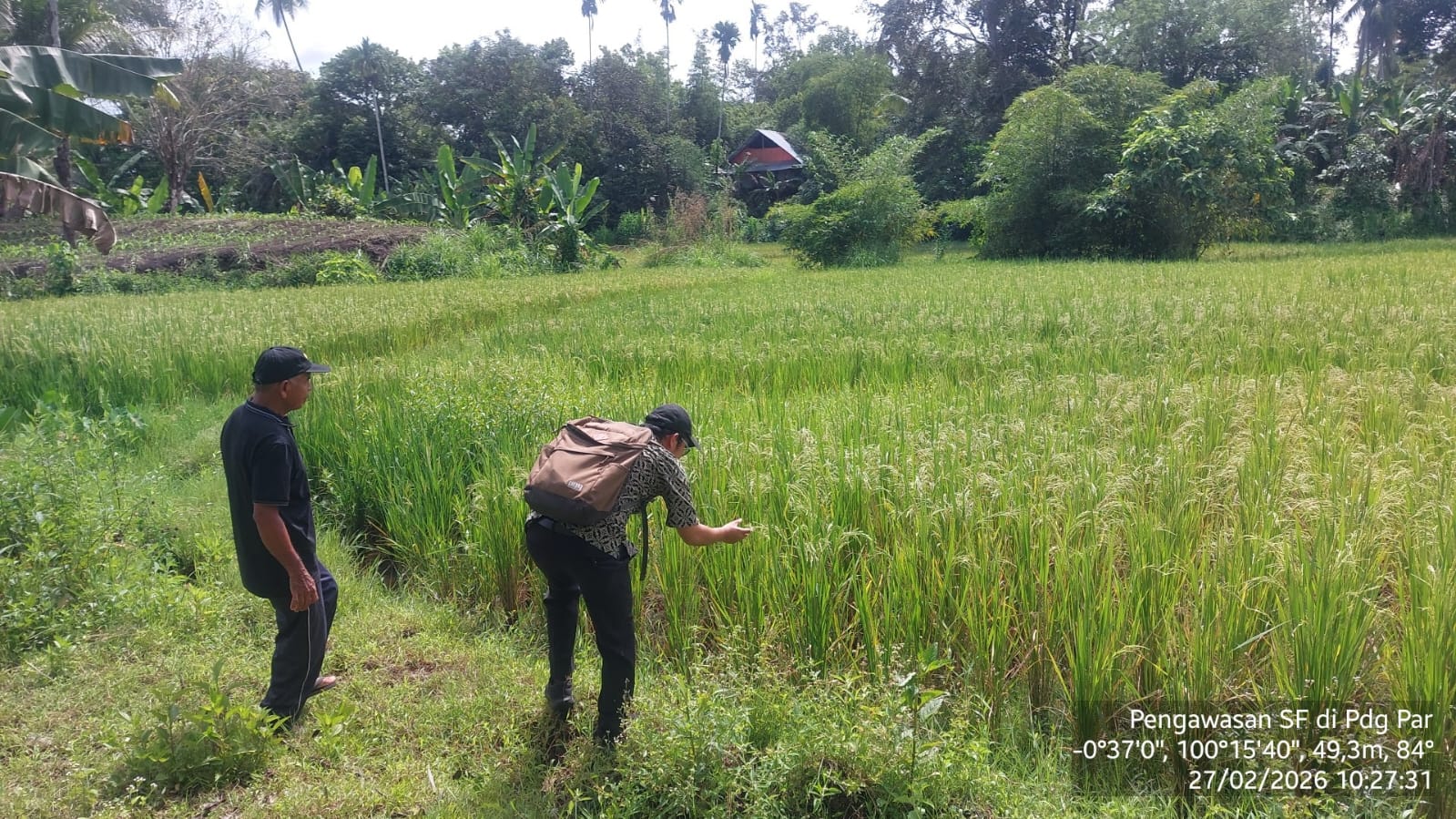 Pengawasan SF di Pdg Pariaman Panorama